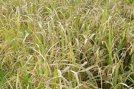Bệnh bạc lá lúa