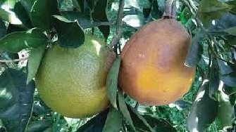 Thối rụng