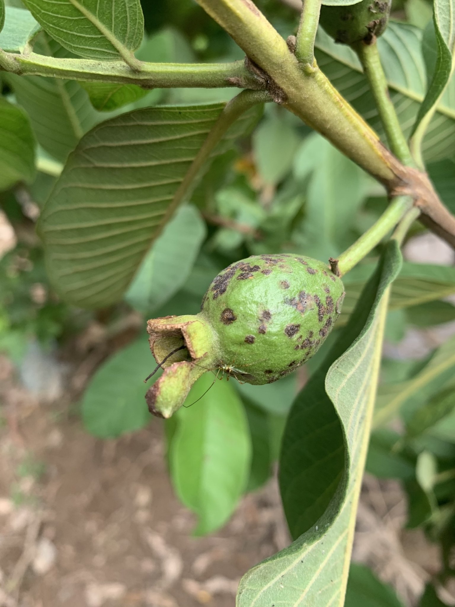 BỌ XÍT MUỖI HẠI ỔI