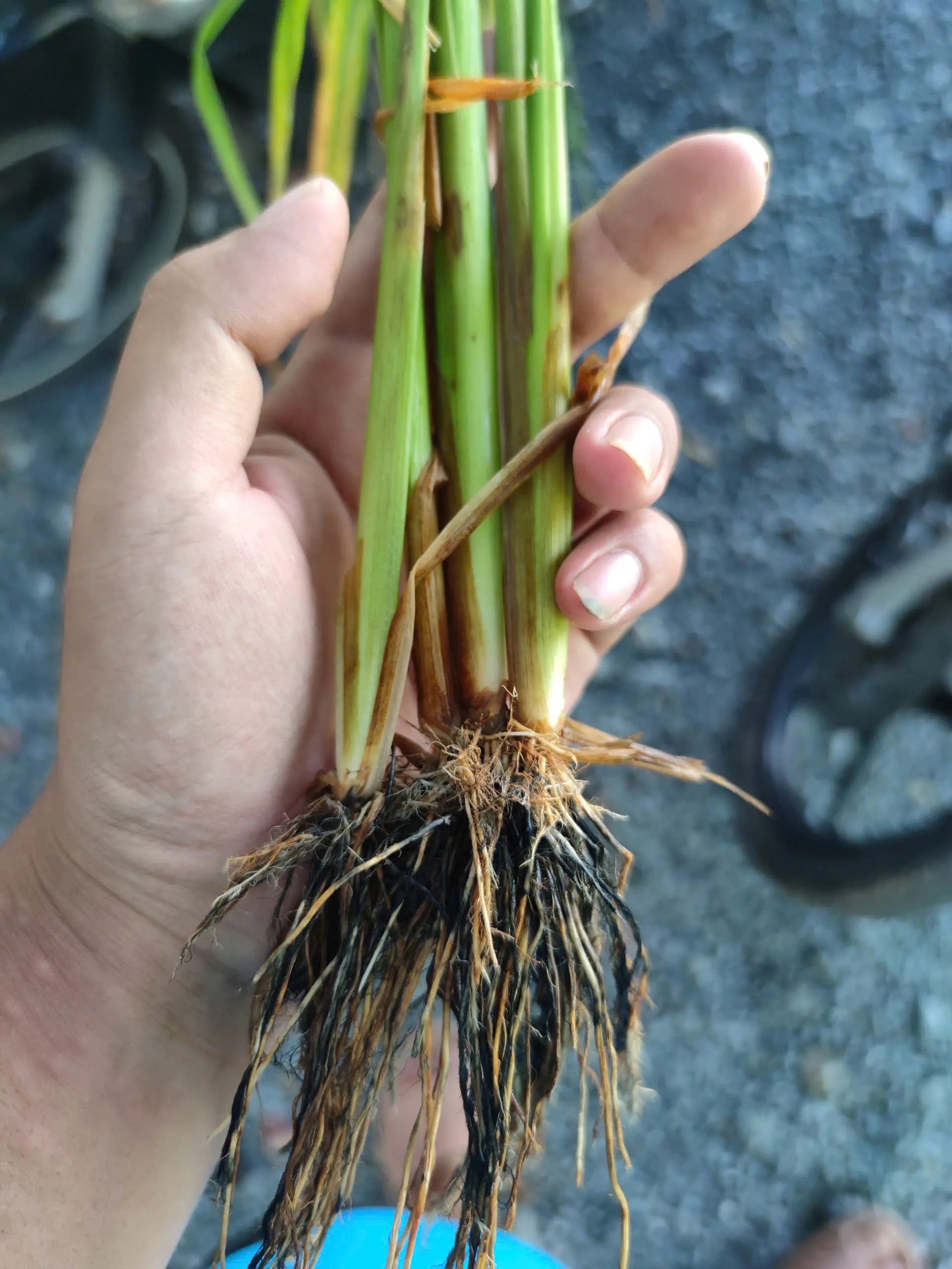 Ngộ độc hữu cơ