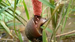 Thuốc trừ ốc bả