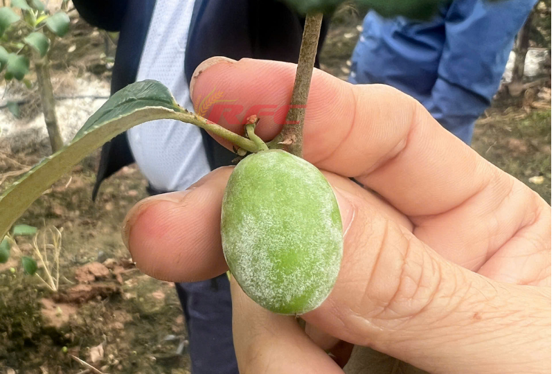 Phấn trắng trên táo