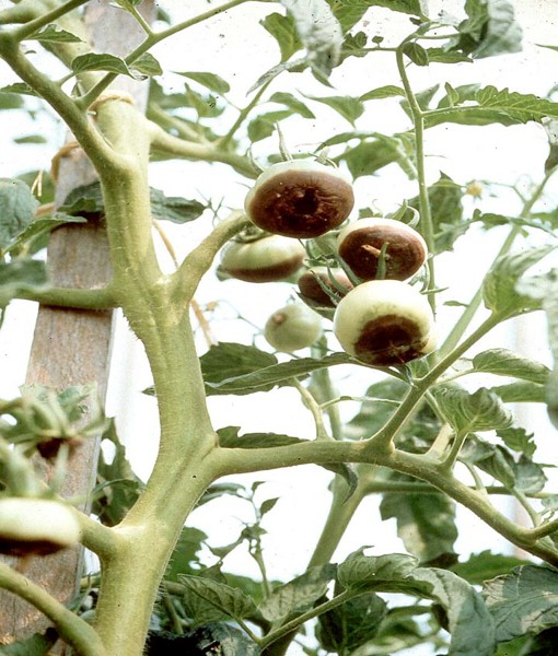 Bệnh sương mai gây hại trên quả cà chua